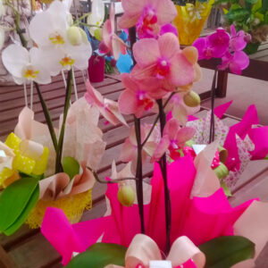 Orchidea Phalaenopsis
