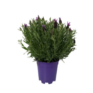 Piantina lavanda, vaso Ø17