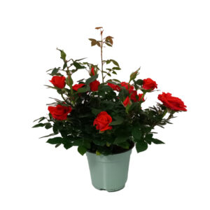 Rosellina in vaso, Ø14