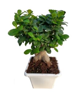 pianta di bonsai in vaso