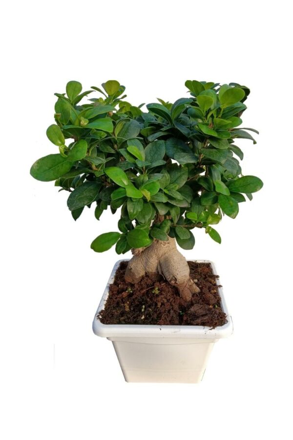 pianta di bonsai in vaso