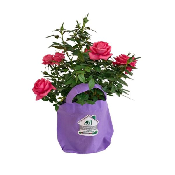 Rosellina in vaso, disponibile in vari colori, ideale per abbellire qualsiasi ambiente, supporta la fondazione ANT.