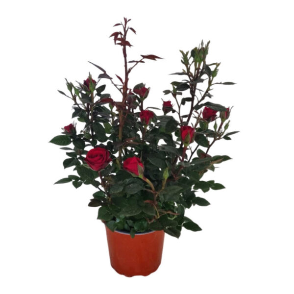 Vaso con piante di Rosa Kordana, ideali per decorare balconi e terrazzi, disponibili su Regali Solidali ANT.