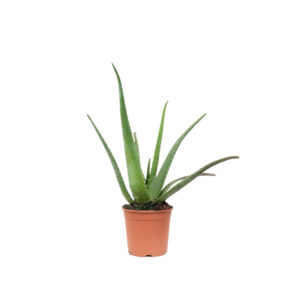 Vaso con Aloe Vera da 14 cm, perfetta per interni ed esterni, disponibile su Regali Solidali ANT