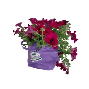 Vaso con piante e fiori assortiti, ideali per decorare ambienti interni ed esterni, disponibile su Regali Solidali ANT.