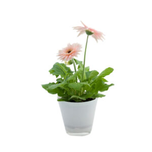 Vaso con Gerbera, ideale per decorare gli spazi interni ed esterni, disponibile su Regali Solidali ANT
