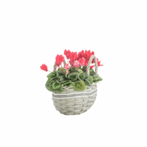 Ciclamino in vaso diam.14 colori assortiti con cestino vimini