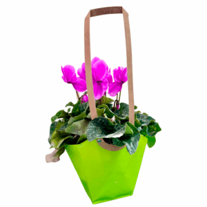 Ciclamino della Prevenzione in vaso diam. 16 colori assortiti con shopper