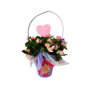 Azalea diam. 16 cm con cesto colorato