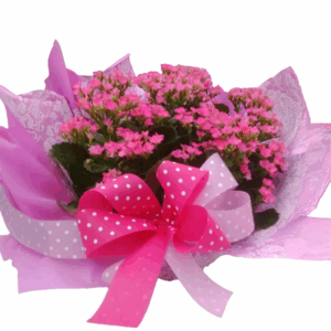 Kalanchoe