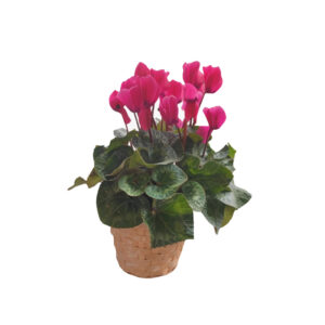 Ciclamino in vaso diam.14 colori assortiti con cestino vimini