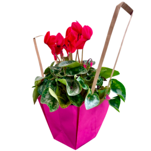 Ciclamino della Prevenzione in vaso diam. 16 colori assortiti con shopper