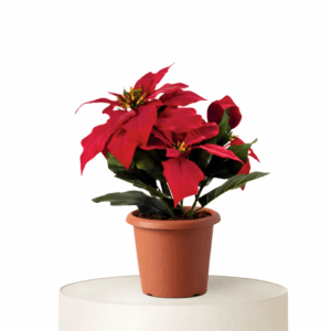 Stella di Natale in vaso, diam 16/18cm