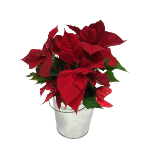 Stella di natale, 17cm: disponibile con vaso oppure con coprivaso in metallo