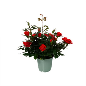 Rosa kordana, vaso cm 14