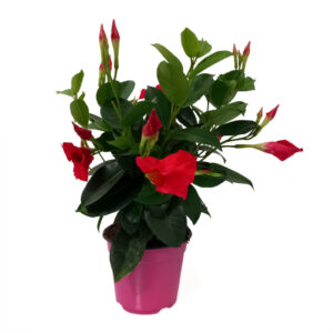 Dipladenia vaso cm 14