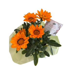 Fiori di primavera misti in vaso, 14cm