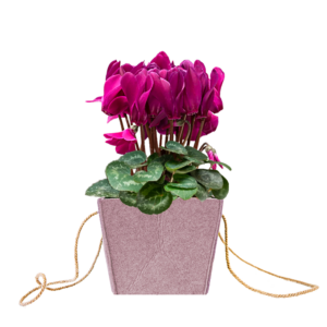 Ciclamino in vaso diam.14/15 colori assortiti con shopper